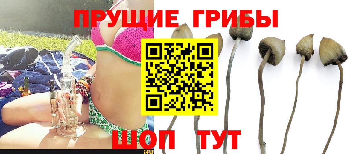 Галлюциногенные грибы прущие грибы  Вход с VPN  Майкоп 